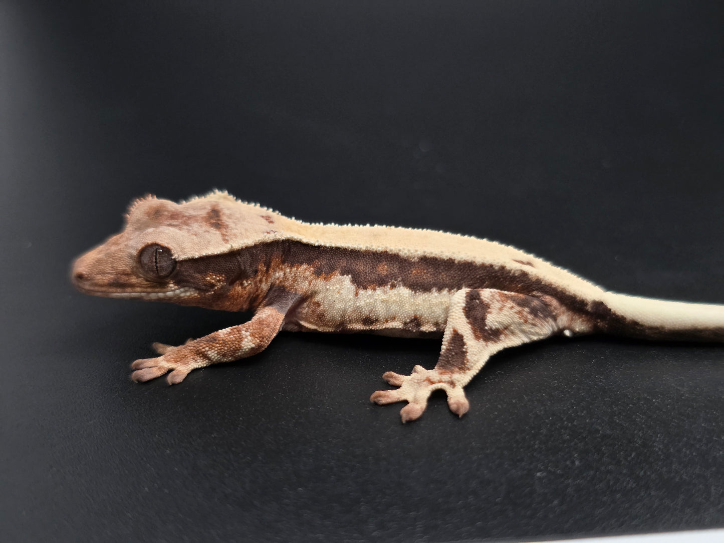 Highway Lilly White NPS