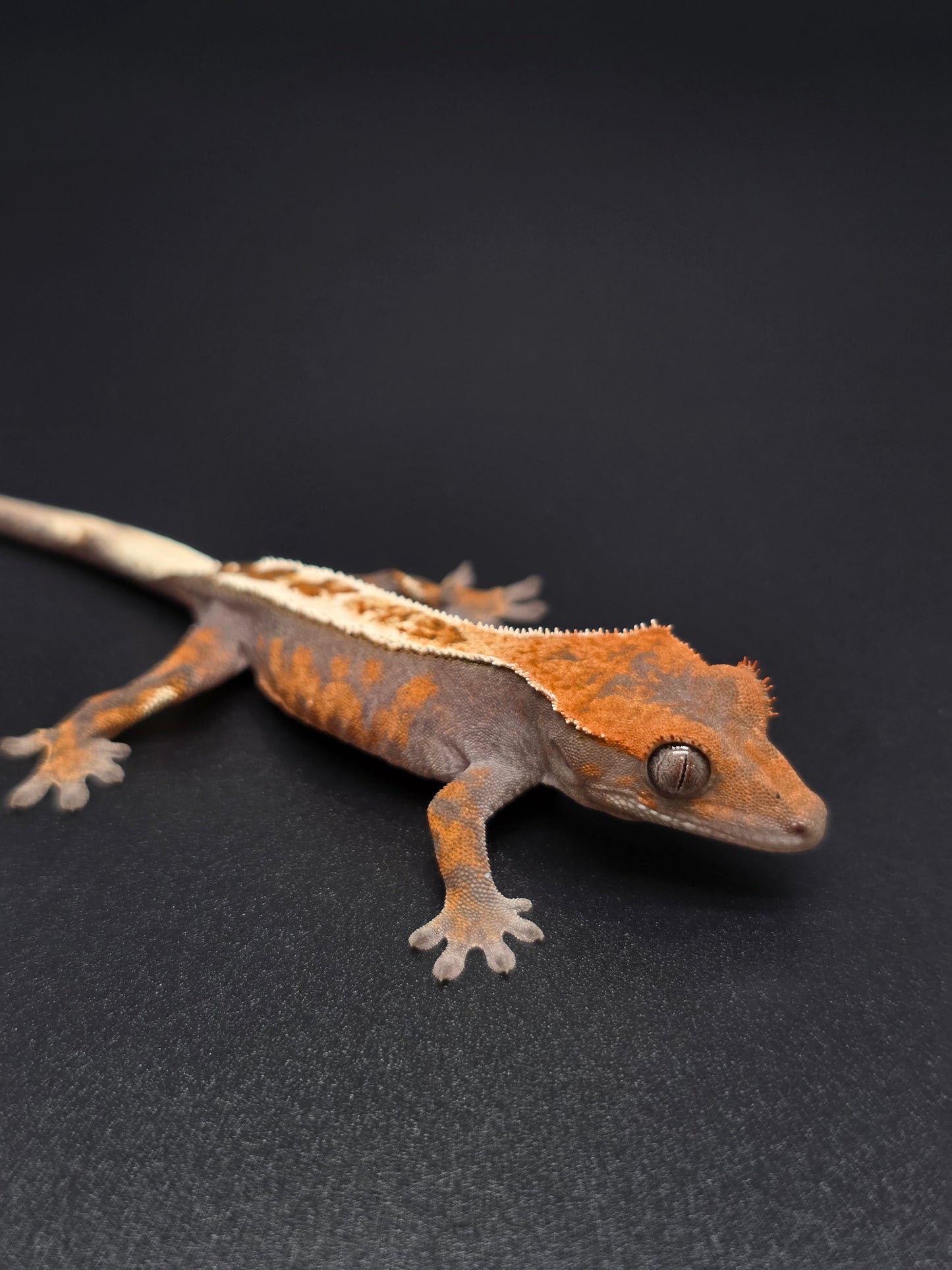 Bright Highway Crested Gecko Baby NPS