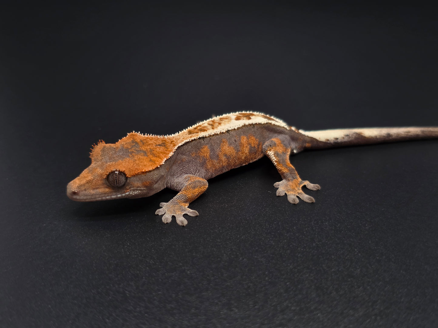 Bright Highway Crested Gecko Baby NPS