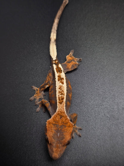 Bright Highway Crested Gecko Baby NPS