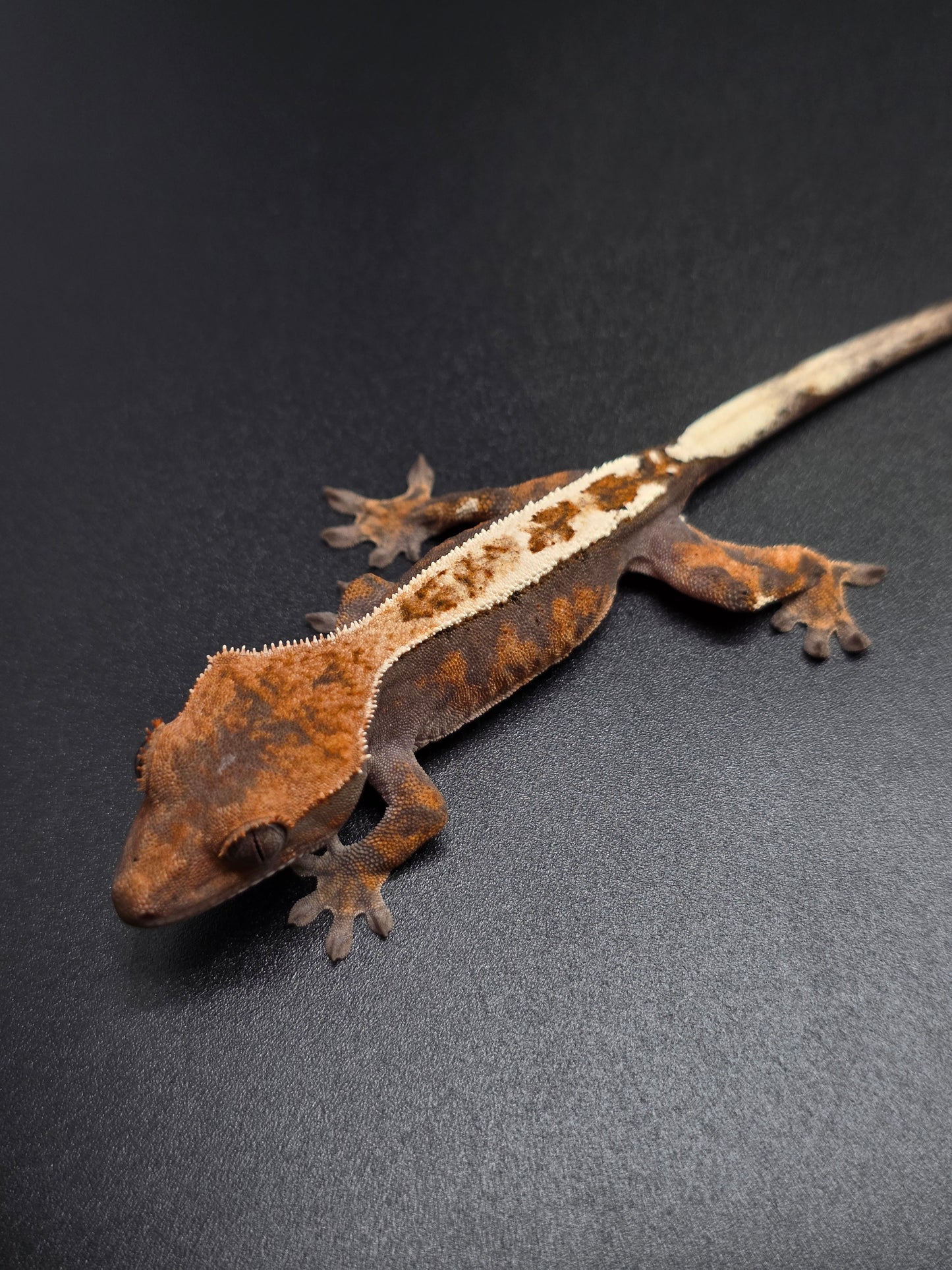 Bright Highway Crested Gecko Baby NPS