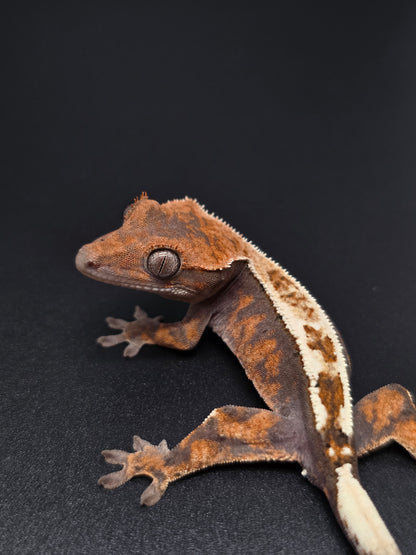 Bright Highway Crested Gecko Baby NPS