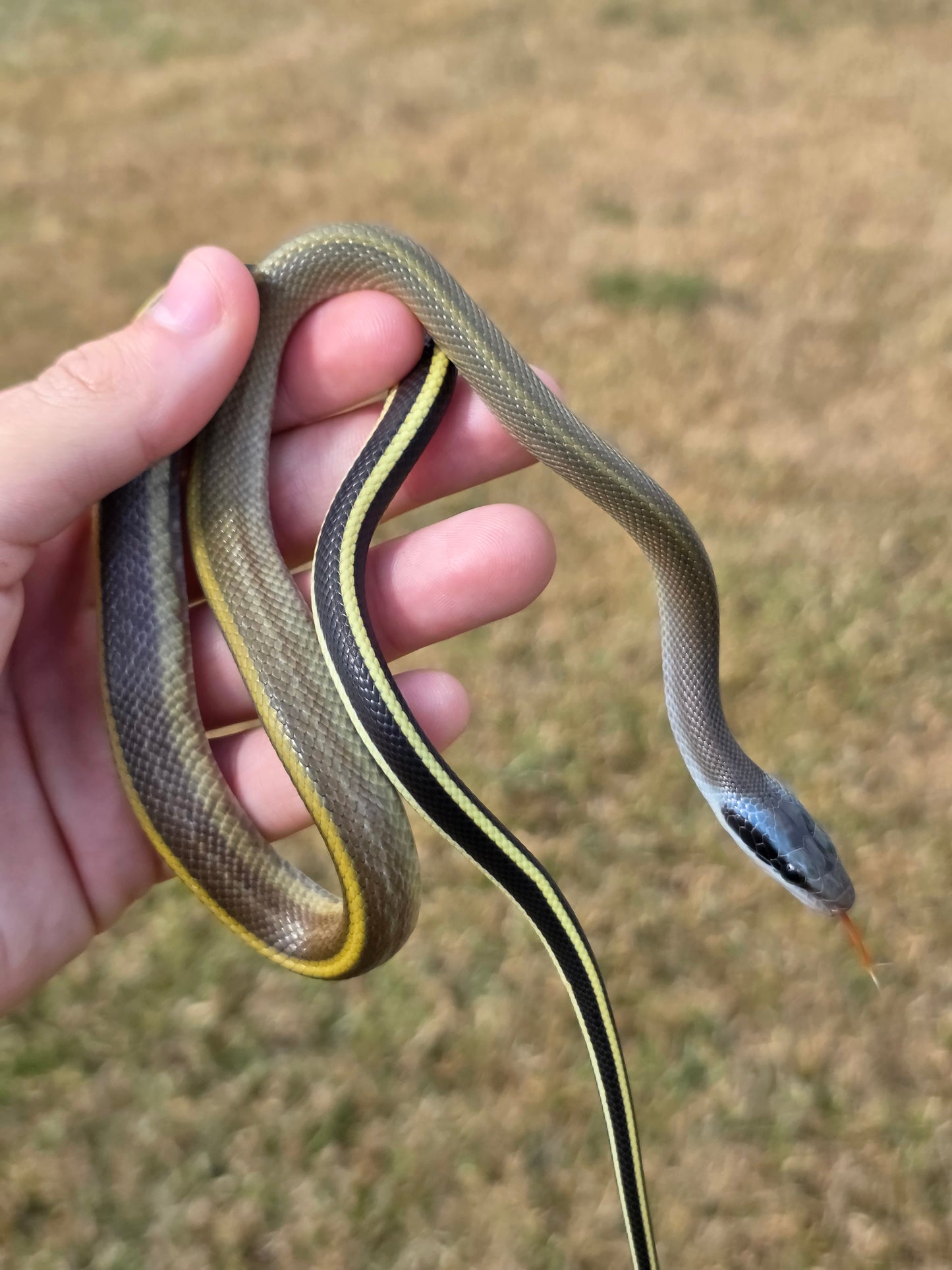 Highland Cave Dwelling Ratsnake Male