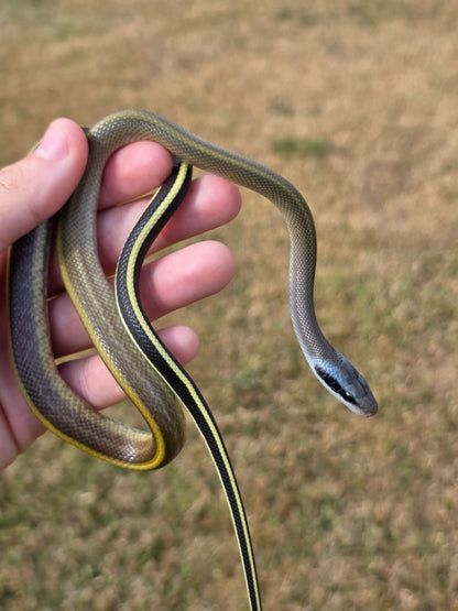 Highland Cave Dwelling Ratsnake Male