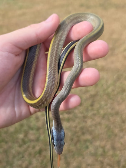 Highland Cave Dwelling Ratsnake Male