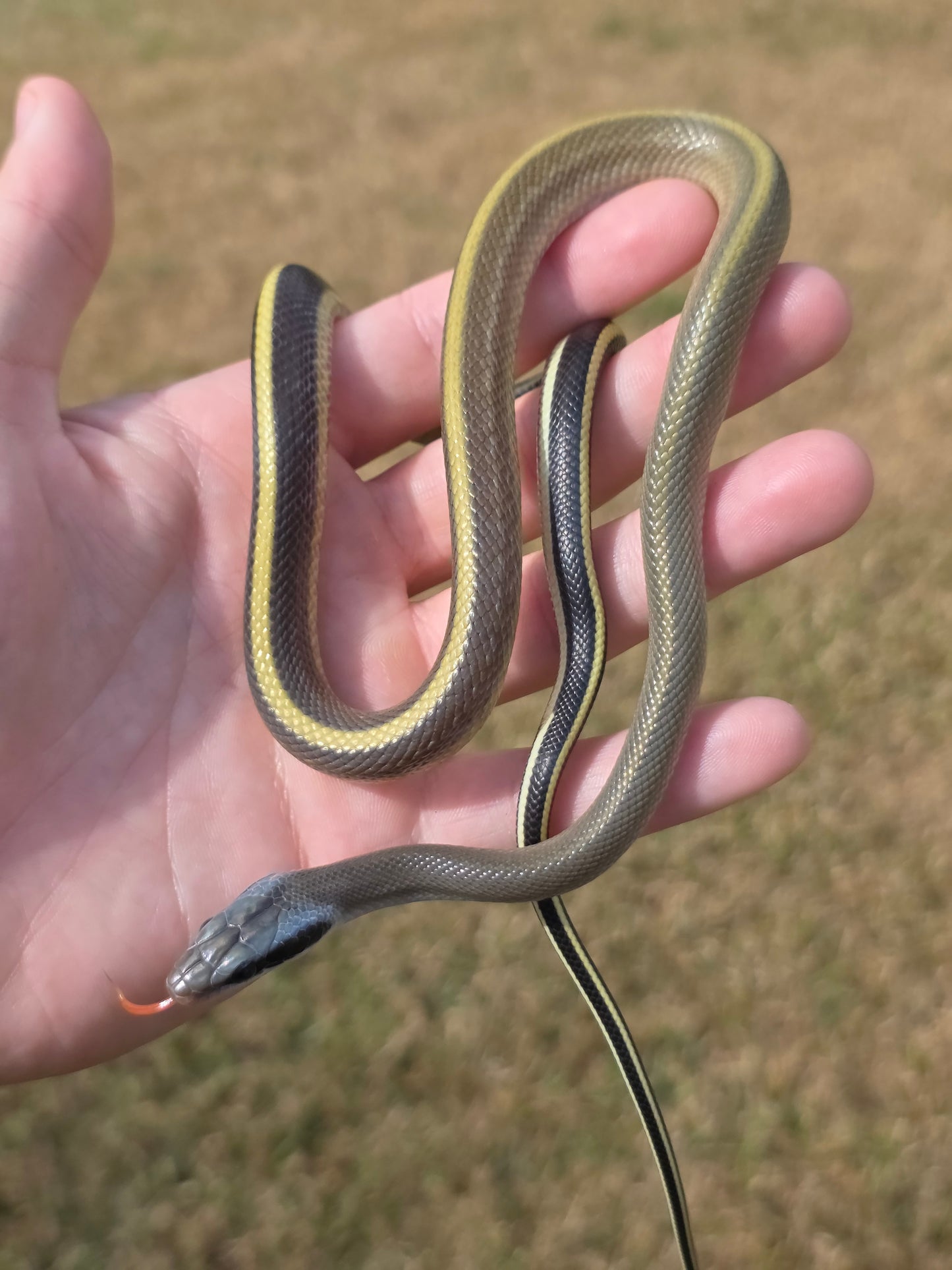 Highland Cave Dwelling Ratsnake Male
