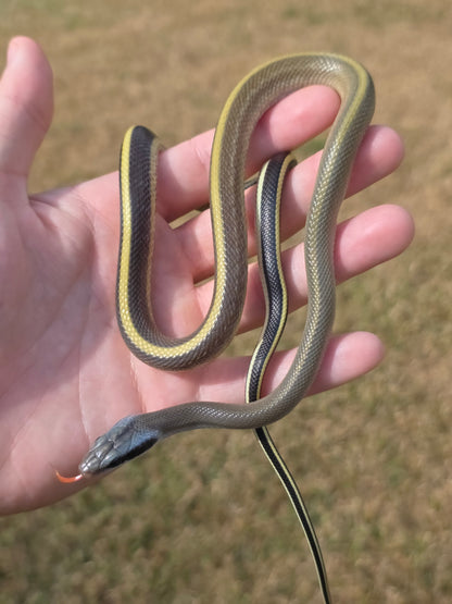 Highland Cave Dwelling Ratsnake Male