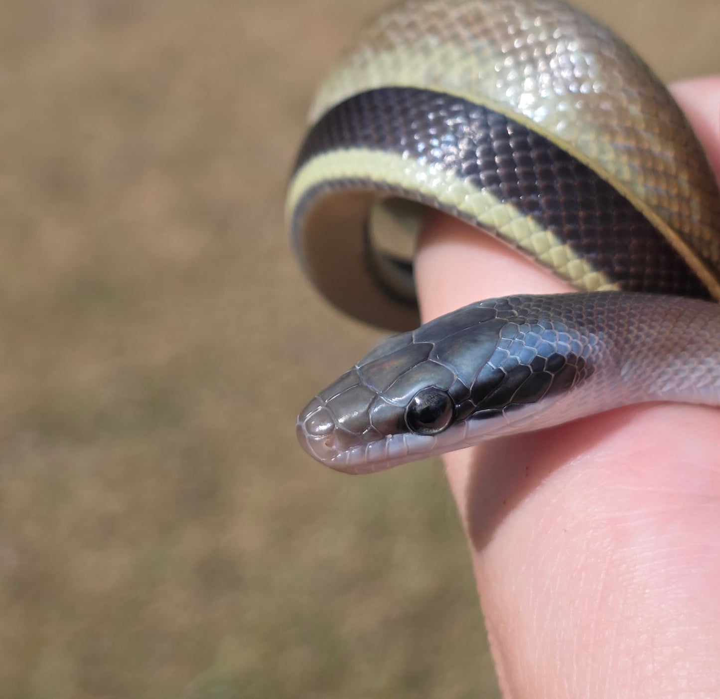 Highland Cave Dwelling Ratsnake Male