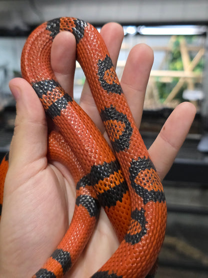 Clean Tangerine Honduran Milk Pos het pearl Female