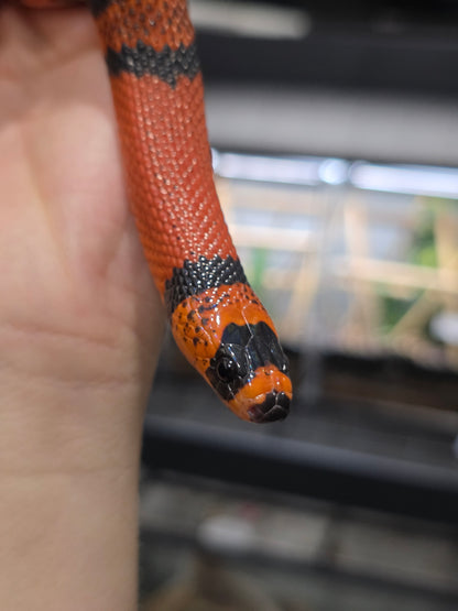 Clean Tangerine Honduran Milk Pos het pearl Female