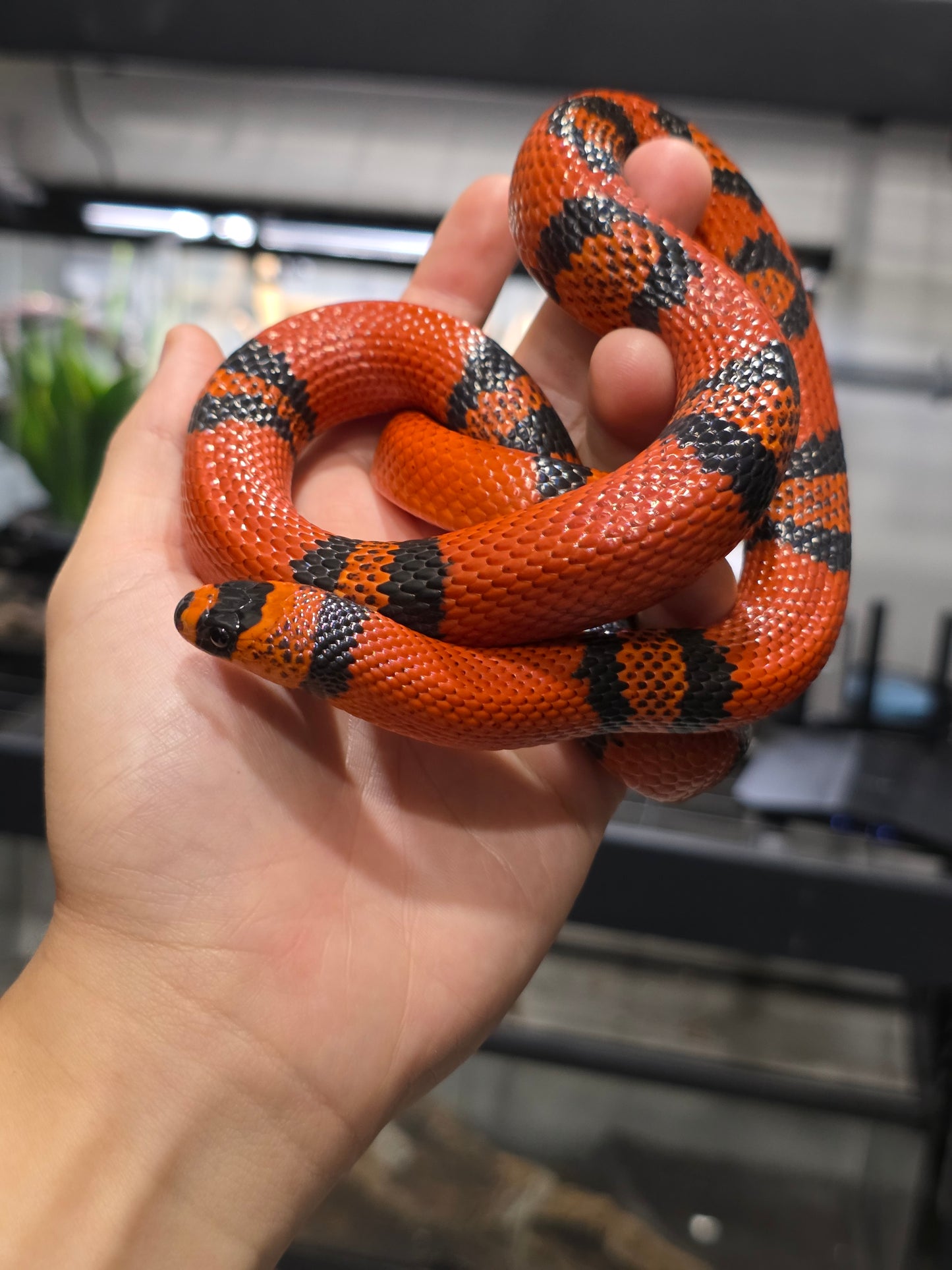Clean Tangerine Honduran Milk Pos het pearl Female