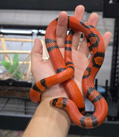 Clean Tangerine Honduran Milk Pos het pearl Female