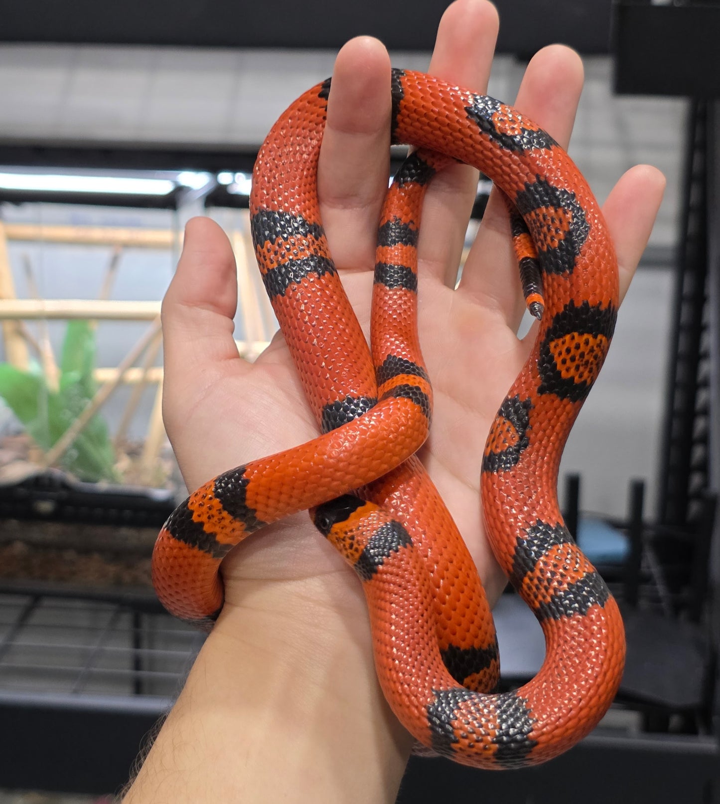 Clean Tangerine Honduran Milk Pos het pearl Female