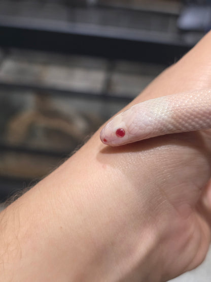 BRIGHT Pink Snow Honduran Milk Snake Male 2023