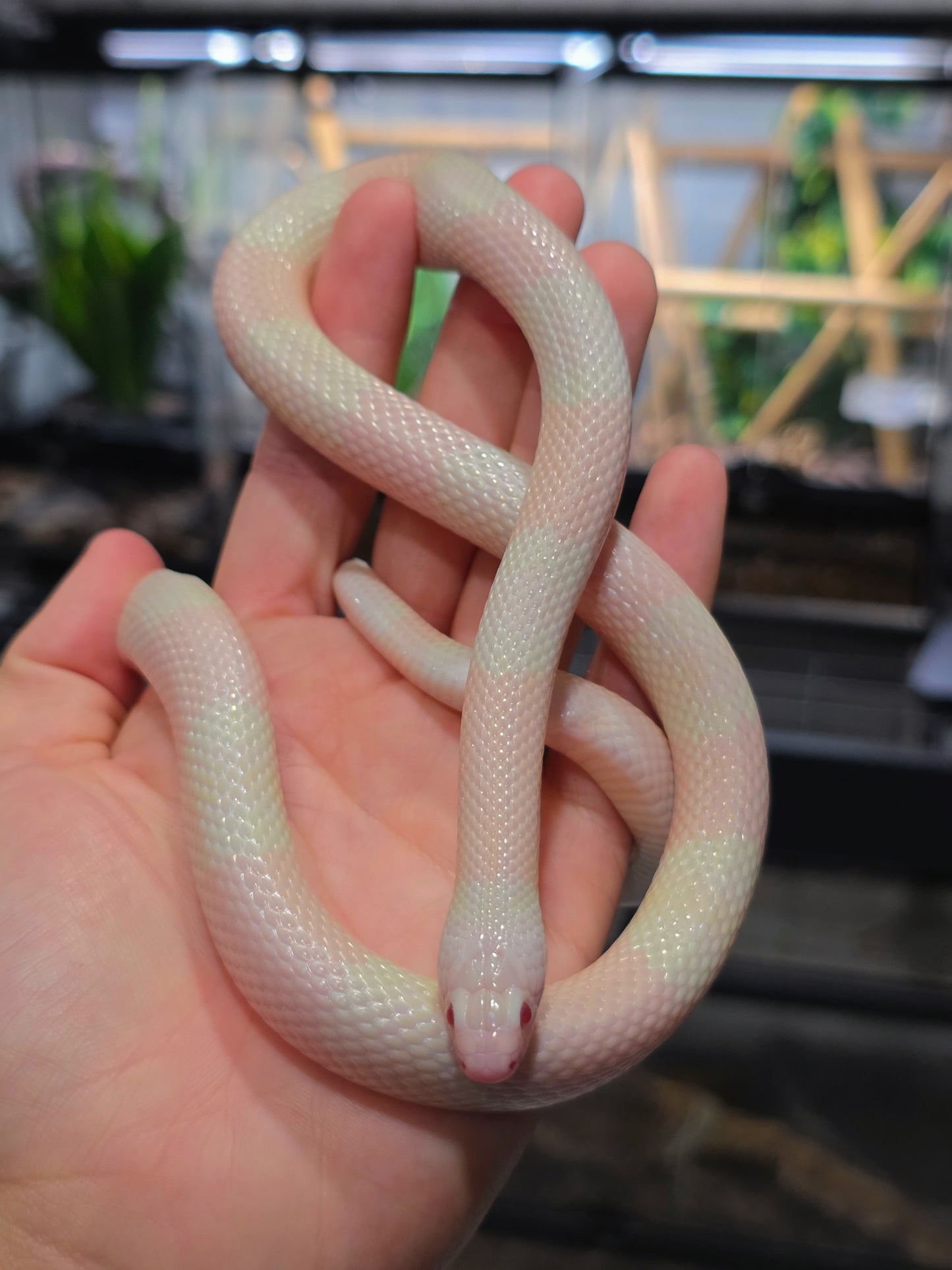 BRIGHT Pink Snow Honduran Milk Snake Male 2023