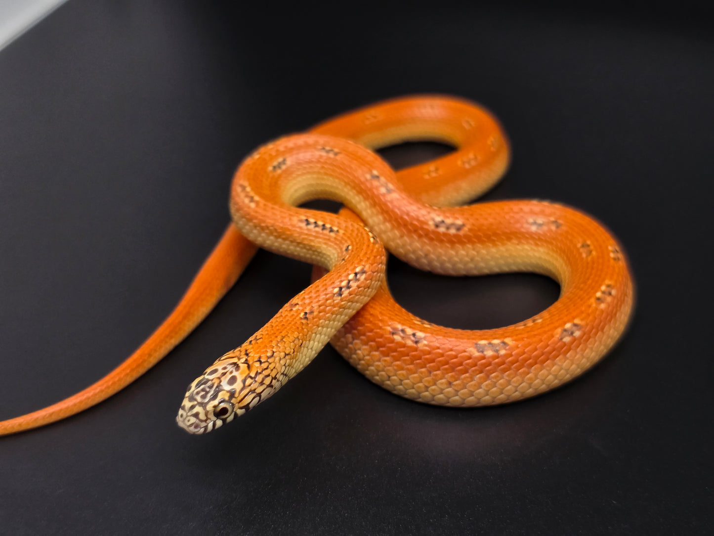 Ultra Hypo Mosaic FL King Male