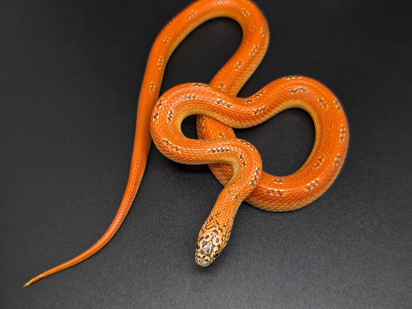 Ultra Hypo Mosaic FL King Male