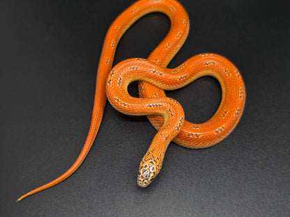 Ultra Hypo Mosaic FL King Male