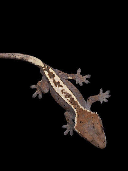 Highway Flame Dalmatian Male