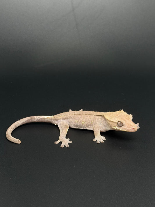 Hypo Phantom Axanthic with Portholes Female