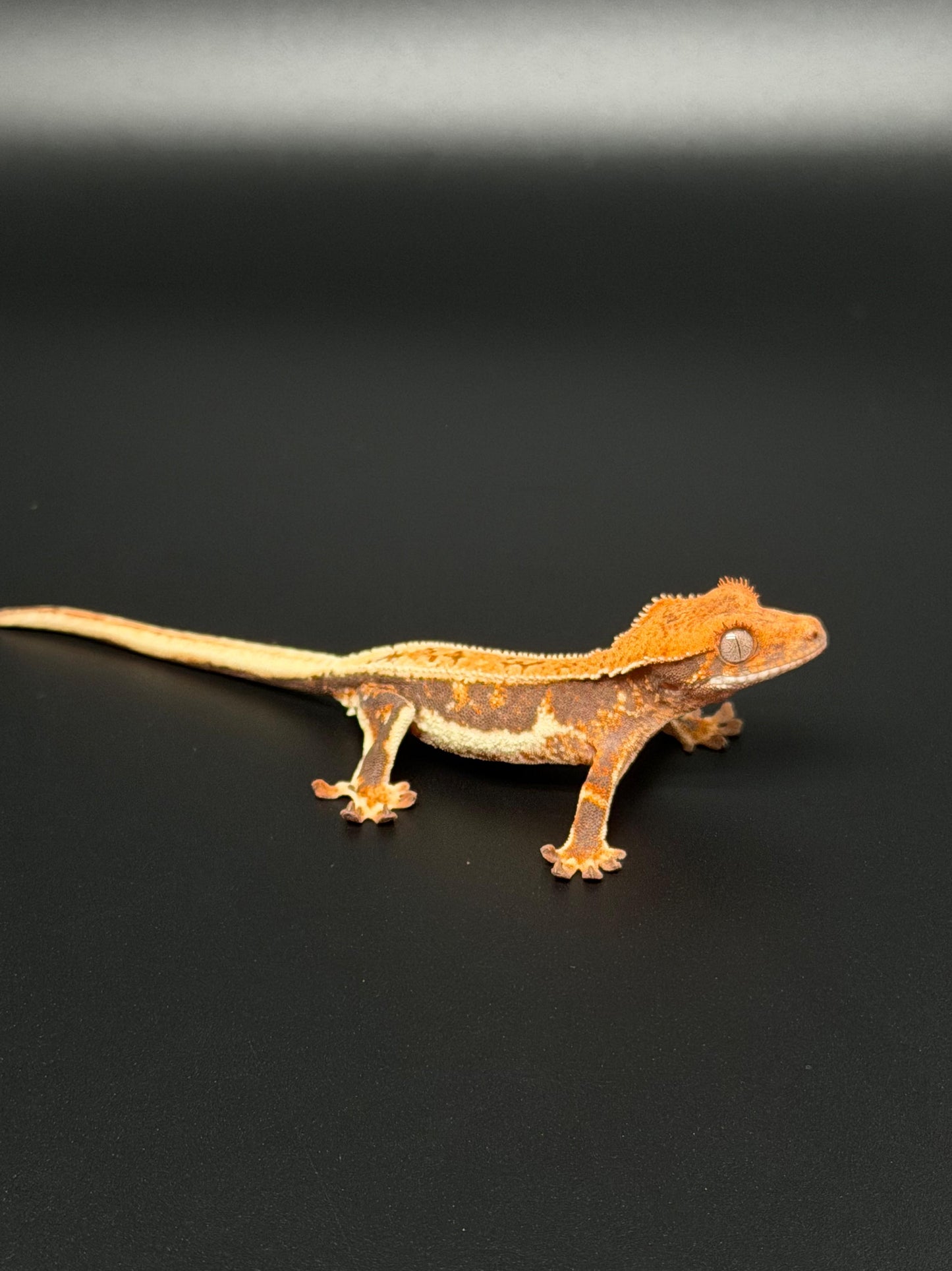 Lilly 100% Het Axanthic Male