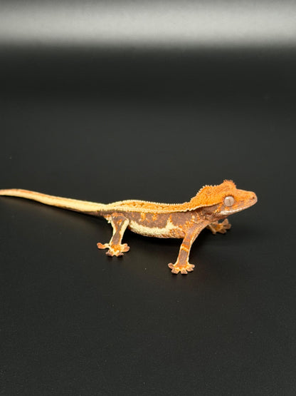 Lilly 100% Het Axanthic Male