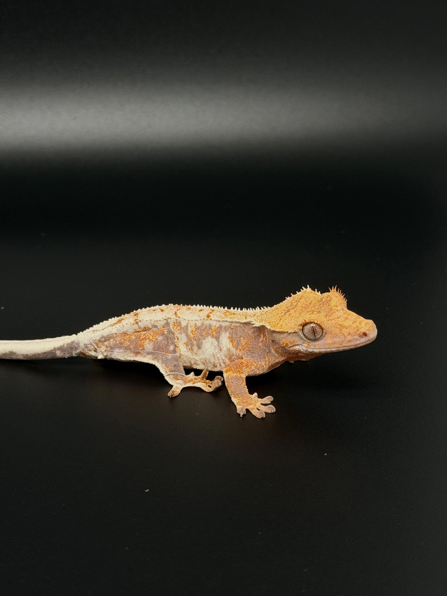 Lilly 100% Het Axanthic High White Light Tri-color