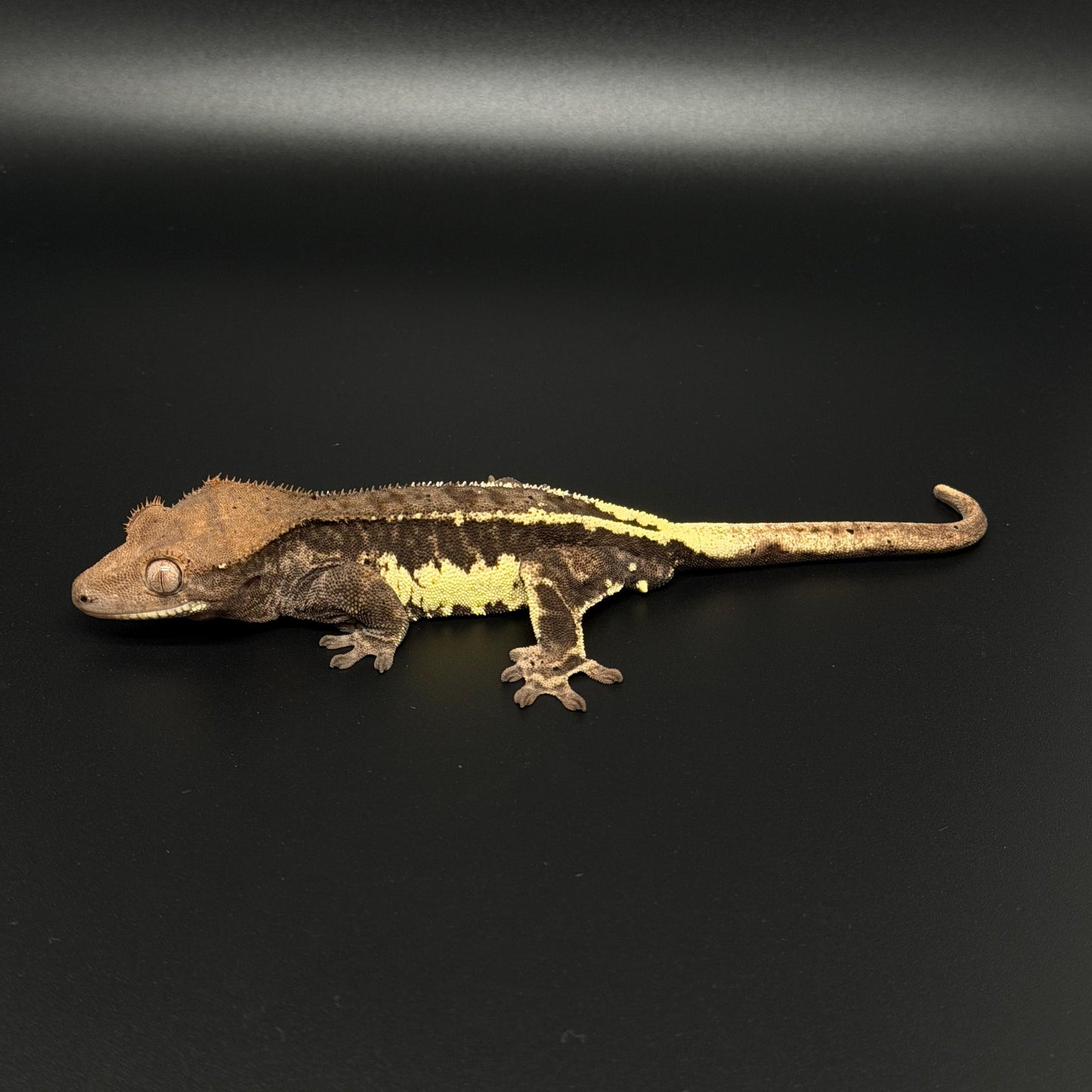 Black Frappuccino Phantom Male