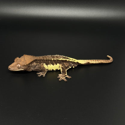 Black Frappuccino Phantom Male