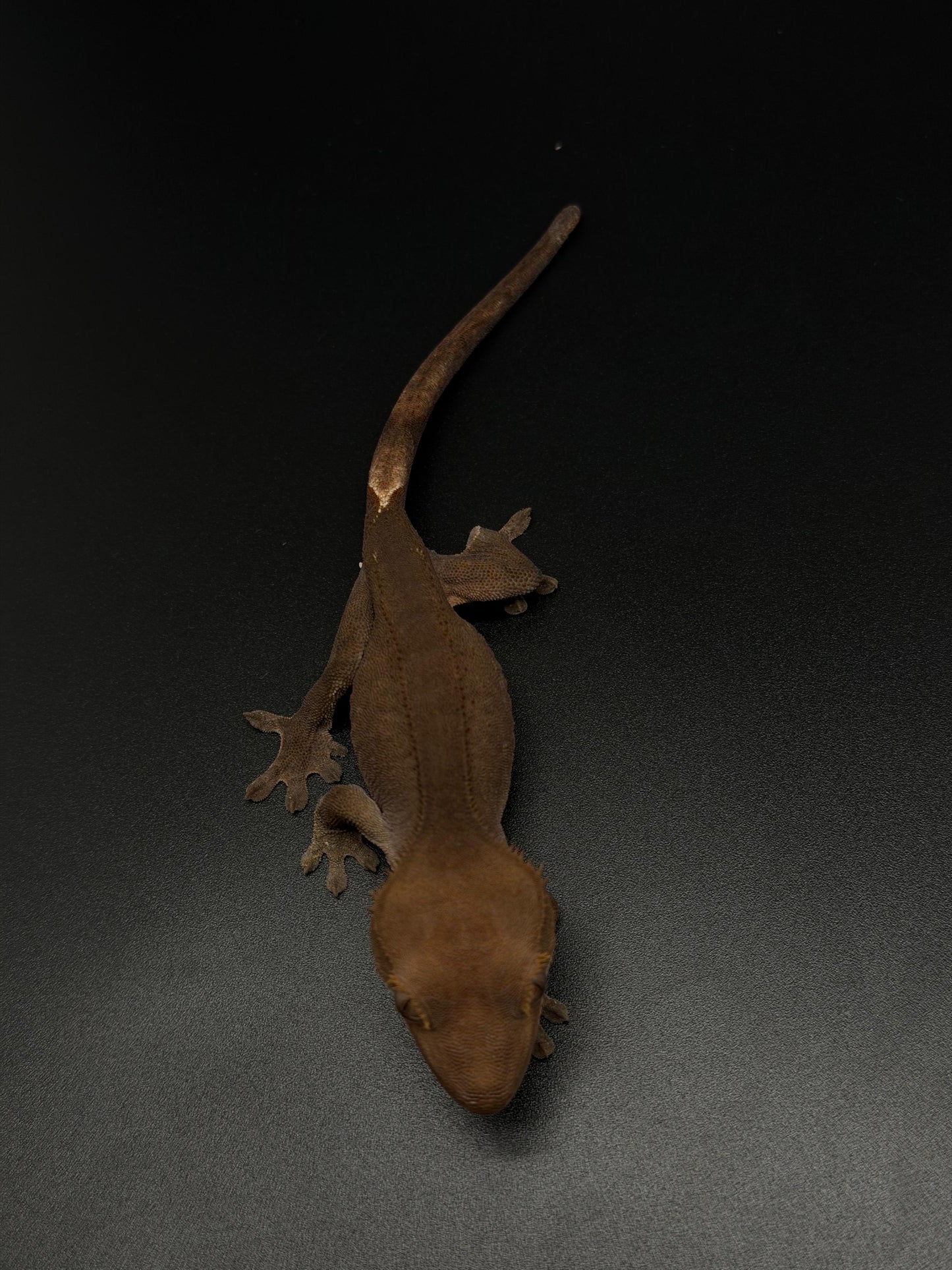 Dark Phantom 100% Het Axanthic Female