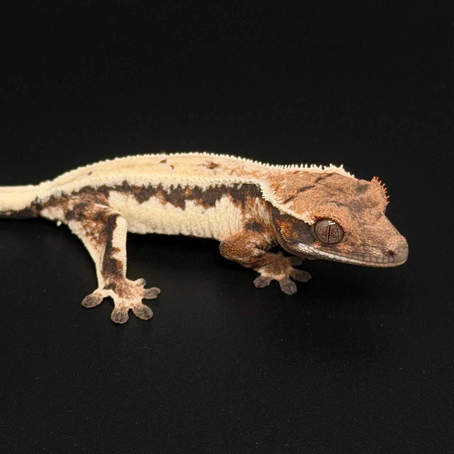 Highway Lilly White NPV High White Baby