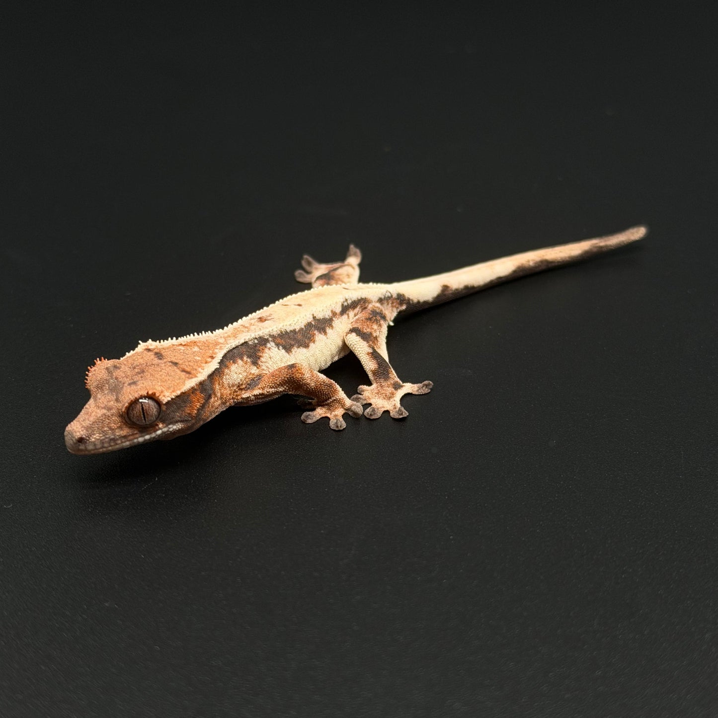 Highway Lilly White NPV High White Baby