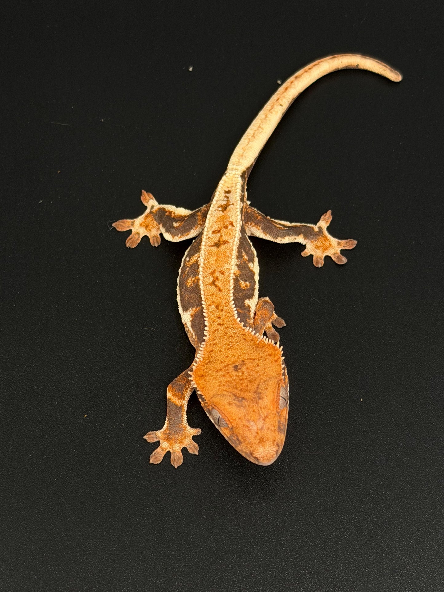 Lilly 100% Het Axanthic Male