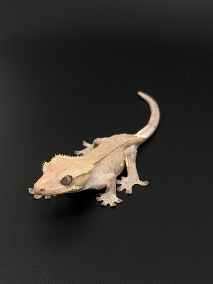 Hypo Phantom Axanthic with Portholes Female