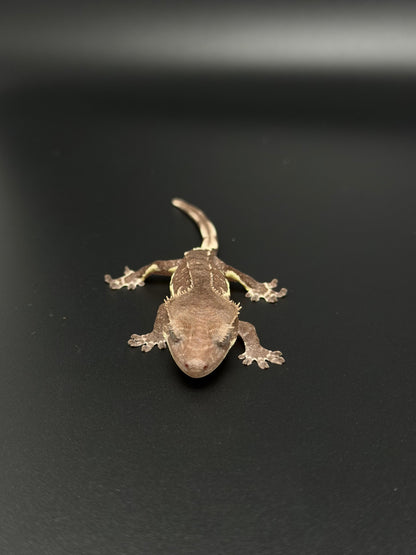 Snowflake Phantom Lilly Axanthic Female