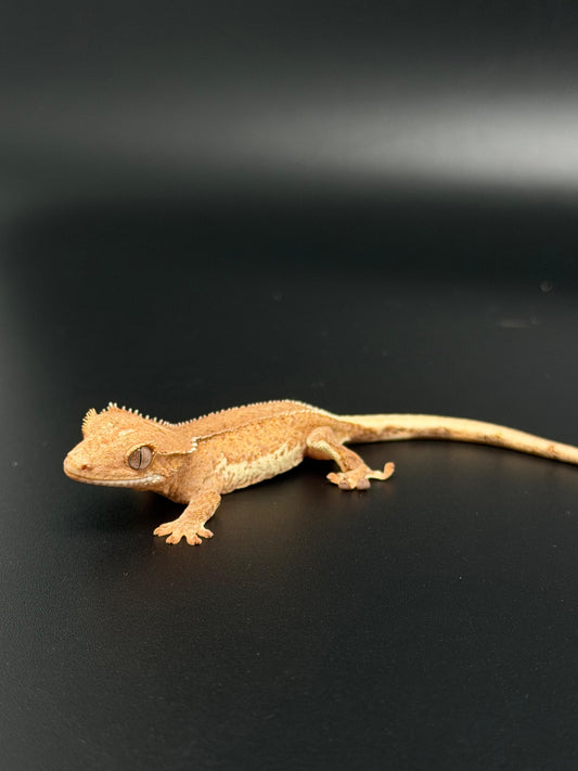 Pos Hypo Phantom Lilly 100% Het Axanthic