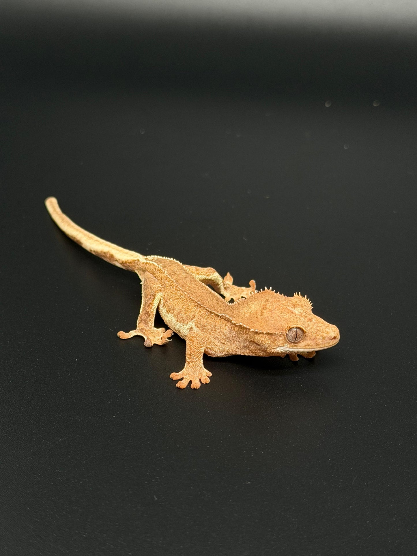 Pos Hypo Phantom Lilly 100% Het Axanthic