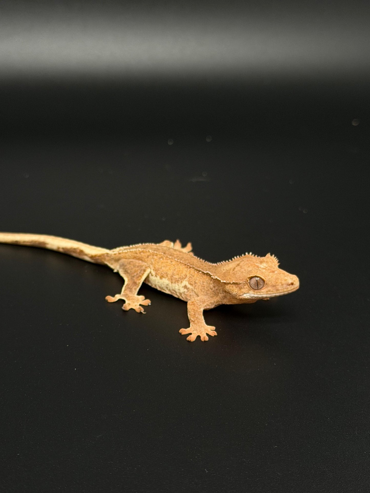 Pos Hypo Phantom Lilly 100% Het Axanthic