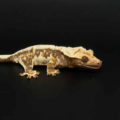 Lilly White Tri-color Female Sub-adult