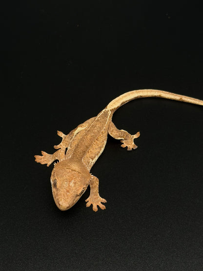 Pos Hypo Phantom Lilly 100% Het Axanthic