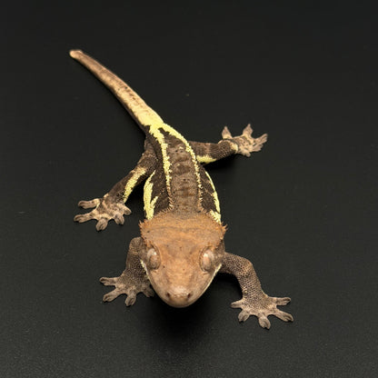 Black Frappuccino Phantom Male