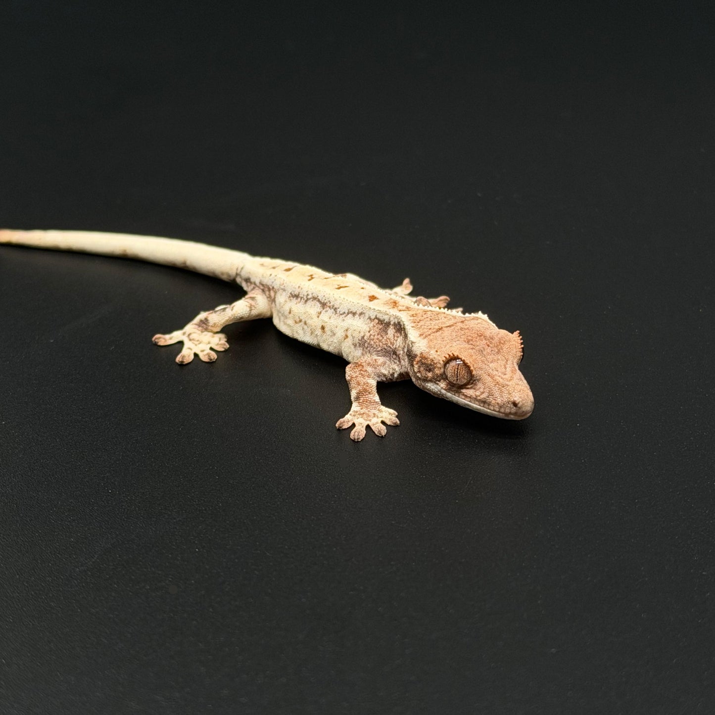 White-Out Frappuccino Baby