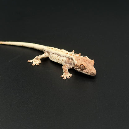 White-Out Frappuccino Baby