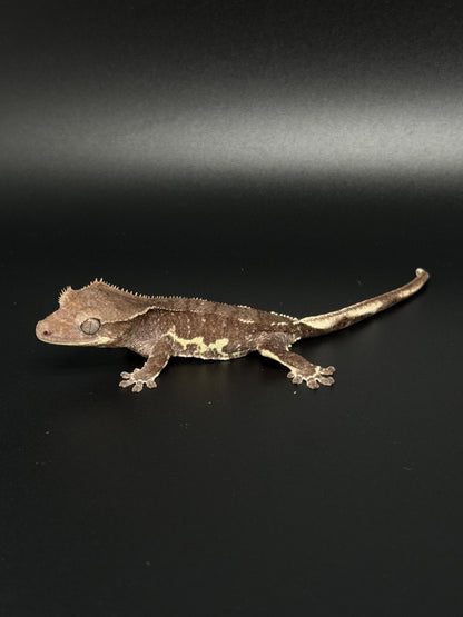 Snowflake Phantom Lilly Axanthic Female