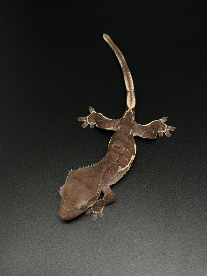 Snowflake Phantom Lilly Axanthic Female