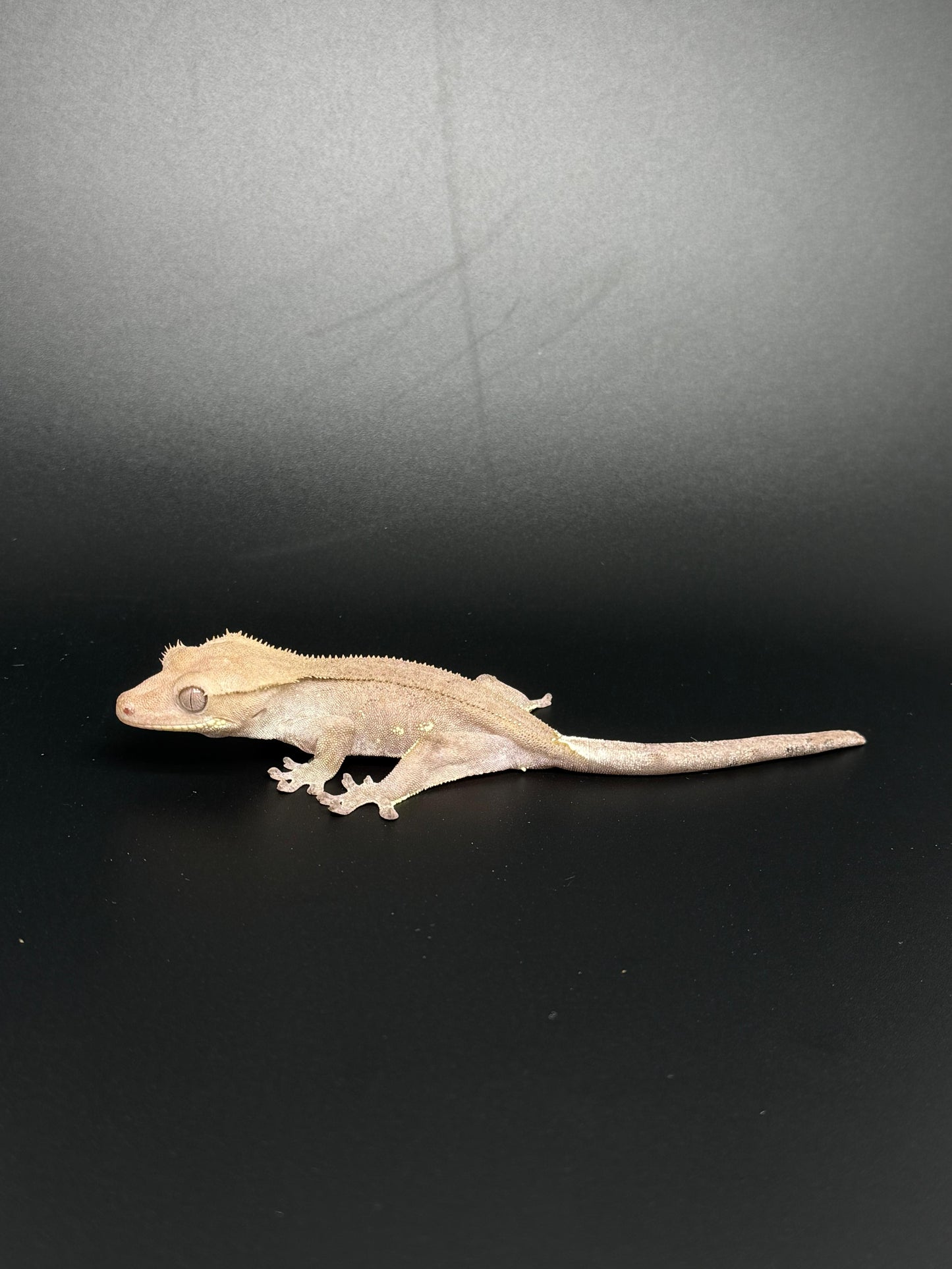 Hypo Phantom Axanthic with Portholes Female