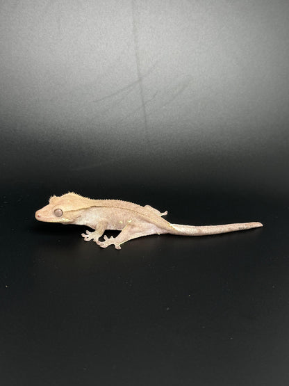 Hypo Phantom Axanthic with Portholes Female