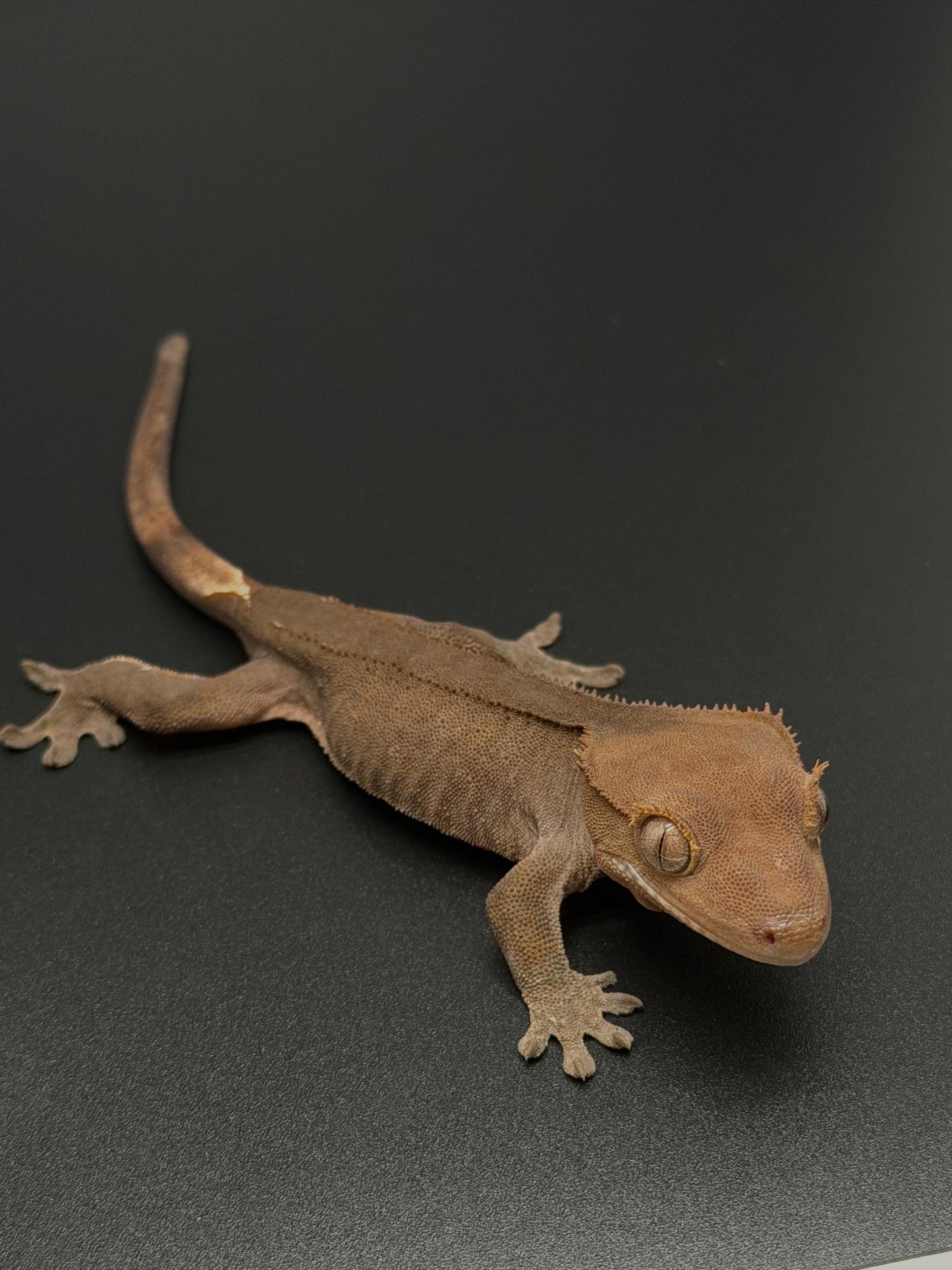 Dark Phantom 100% Het Axanthic Female