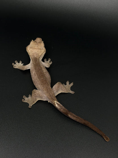 Hypo Phantom Axanthic Female