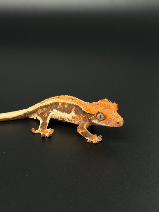 Lilly 100% Het Axanthic Male